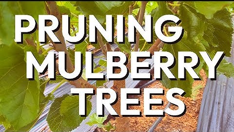 How to Prune Mulberry Trees for an Easier and Better Harvest