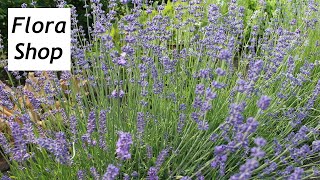 Lavendel zum trocknen für deine Deko Ideen schneiden ❁ Deko Ideen mit Flora-Shop