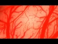 Blood vessel in the brain -脳血管-