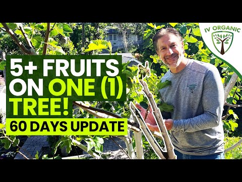 GRAFTING SUCCESSES |  2 Month Follow-Up  |  5+ Fruits (FIG Varieties) On ONE (1) TREE