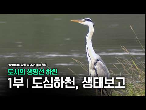 [Urban Lifeline: Rivers] Part 1 'City Rivers, Ecological Treasure Trove' (2004)