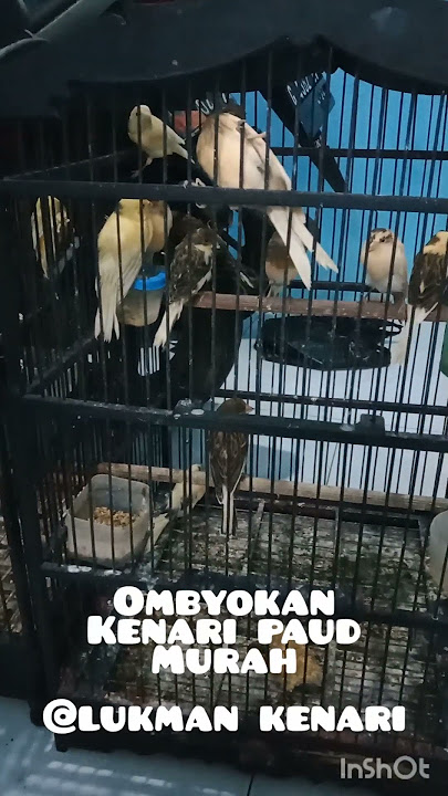 ombyokan kenari paud murah @lukman kenari