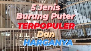 5 Jenis Burung Puter Terpopuler dan Harganya. @sugitokambojaBF