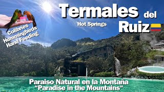 Termales Del Ruiz y Colibriés - Hot Spring Waters & Hummingbirds feeding in Colombia   4K