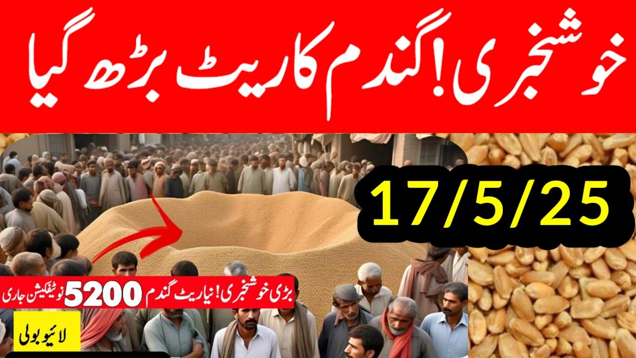 Wheat Support Final Price In Punjab 2025 ll Gundam Rate Today ll گندم ...