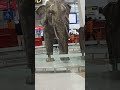 بابار الفيل خرطومه طويل من مطار نيودلهى فى الهند  