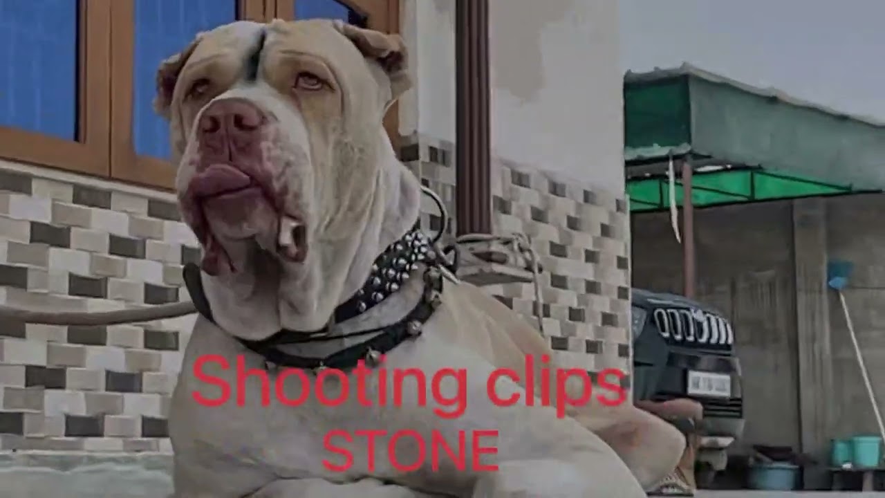 STONE BULLY KUTTA SHOOTING TIME CLIPS  BEHIND THE SCENE BULLY KUTTA IMPORT EXPORT