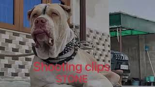 Stone Bully Kutta Shooting Time Clips Behind The Scene Bully Kutta Import Export