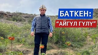 БАТКЕН: “АЙГҮЛ ГҮЛҮ” Устаз Абдишүкүр Нарматов.