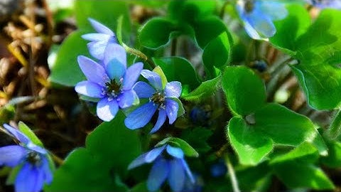 Relax Puzzles. Hepatica 🌸
