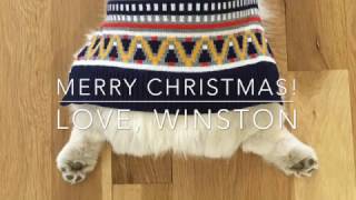 Winston the Christmas Corgi by Winston The White Corgi 4,092 views 7 years ago 1 minute