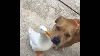 Oca Gioca Insieme A Dei Pitbull