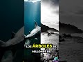 Los tiburones existieron antes que los árboles