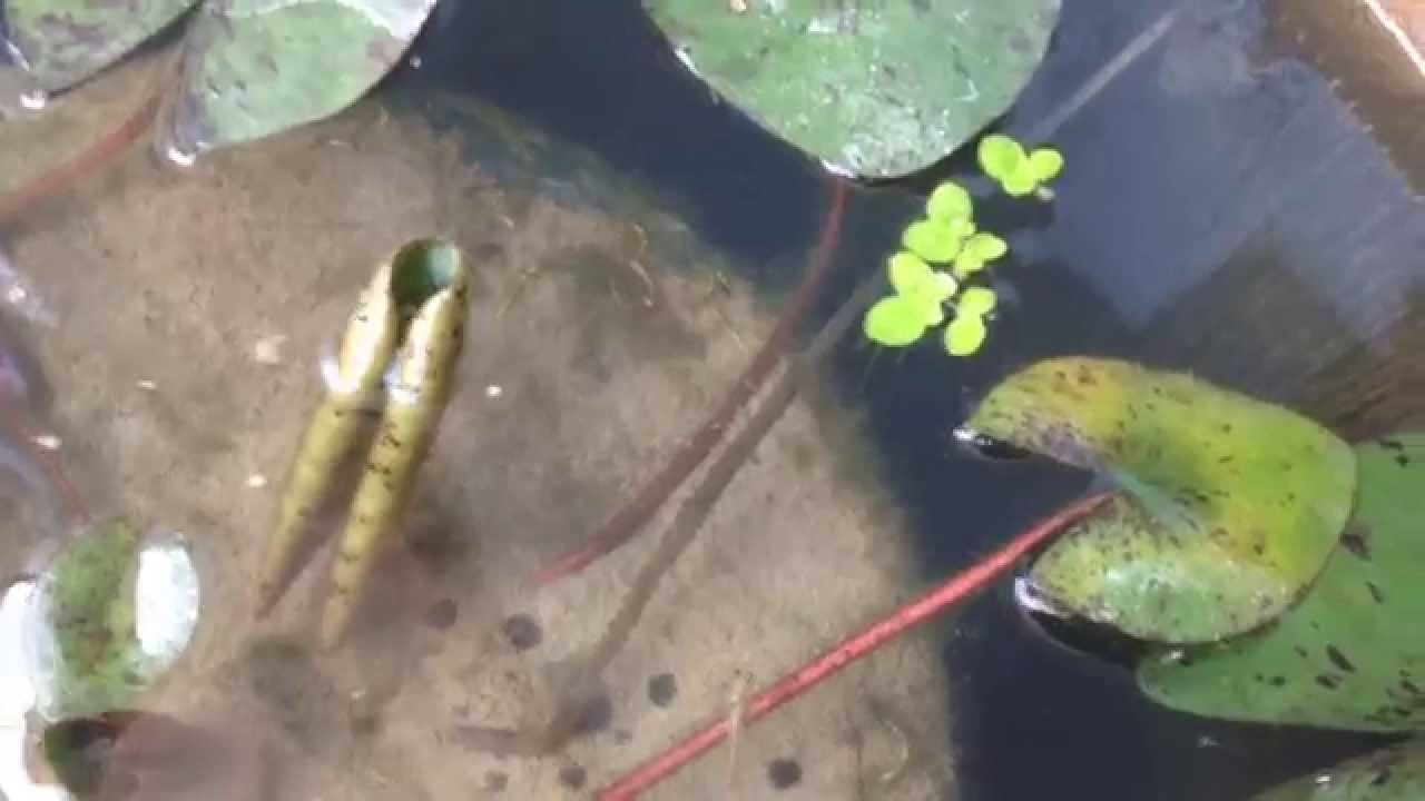 金魚やメダカの餌に最適なミジンコ ミジンコの飼い方や増やし方は Petpedia