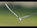 Little tern bathing