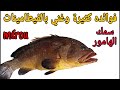 سمك الهامور الميرو ثمنه وفوائده واختلاف أنواعه Le Poisson Mérou سمك الهامور الميرو ثمنه وفوائده واختلاف أنواعه Le Poisson Mérou