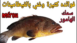 سمك الهامور ( الميرو ) ثمنه وفوائده واختلاف أنواعه le poisson Mérou