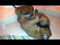 Boxer cachorros 1 mes puppy