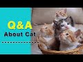 Must Watch  || All Information About Cat || Special Q&amp;A Video For Cat Lover #pets #cat #nawazashraf