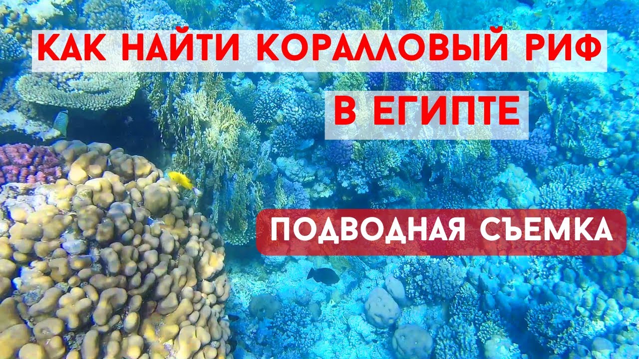 Супер Красивый риф в Макади Бей! \ Подводная съемка в Красном море в Египте!