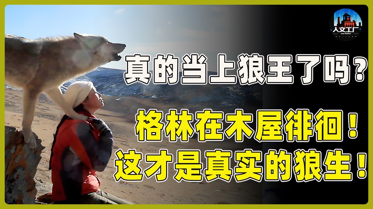 真的当上狼王了吗？格林一直再木屋周围徘徊！这才是真实的狼生！#重返狼群 #李微漪 #马未都#许子东#尹烨#圆桌派 #圆桌派第八季 #格林