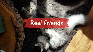 This is how real cat friendship looks like by Lera the Maine Coon and Friends  2,664 views 5 years ago 3 minutes, 38 seconds
