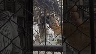 White Tigers soft gruel #เสือขาว #บึงฉวาก #เสือ screenshot 5