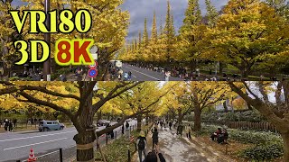 [ 8K 3D VR180 ] 観光客で大賑わいの神宮外苑イチョウ並木 TOKYO Jingu Gaien ginkgo tree-lined road crowded with tourists