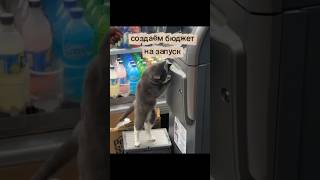 Реальные условия и точка "А". ХСР  в бизнесе. Котософия бизнеса. Бизнес-анализ.