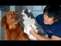 Try not to laugh with these funny pets 