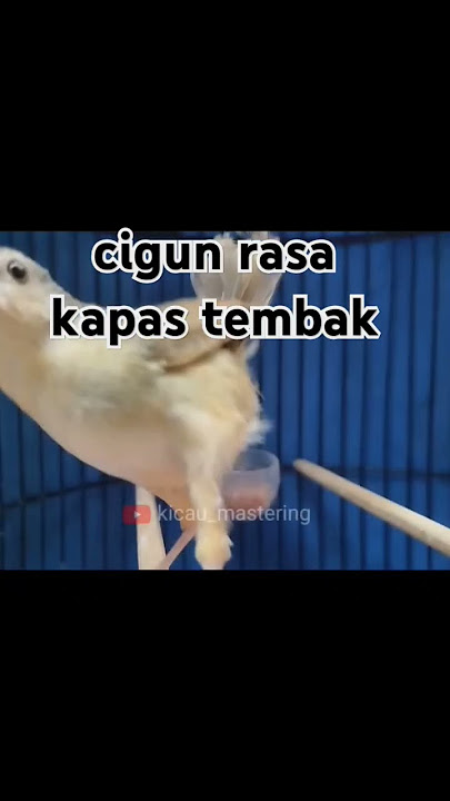 cigun isian kapas tembak #cigunbrem#cigunisianmewah