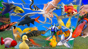 Tổng hợp video cá cảnh đẹp, động vật dễ thương, bạch tuộc biển, cá hổ, cá rô báo, cá mập