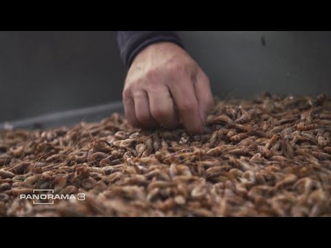 Video: Was ist Krabbenfang?