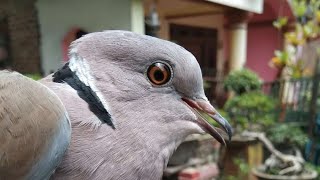 Puter Geni/Puter Lumut/Puter Deruk Manggung Gacor