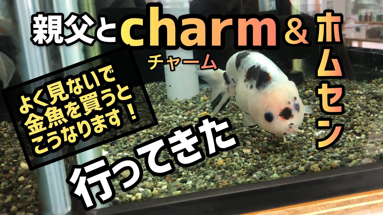 父親とcharm ホームセンター金魚見に行く動画の回 金魚大好きyoutube Youtube 父親とcharm ホームセンター金魚見に行く動画の回 金魚大好きyoutube Youtube