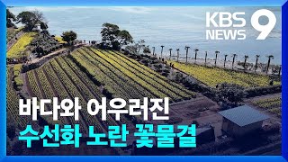 ‘수선화 명소’ 거제 공곶이…“사계절 관광지로” [9시 뉴스] / KBS  2024.03.15.