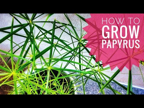 How to grow Papyrus