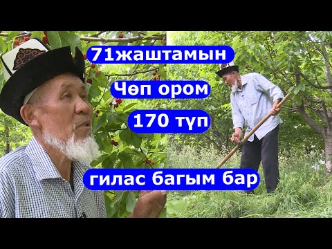 Video: Гилас менен куурулган өрдөктүн төшү