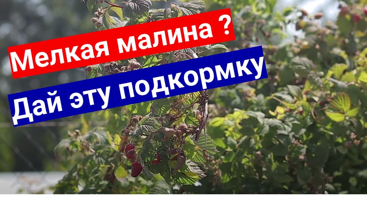 У малины мелкие ягоды - подкорми! С этим удобрением малины будет много ...