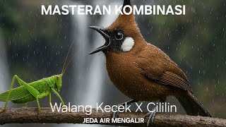 Masteran kombinasi Walang Kecek Sambung Cililin jeda air mengalir