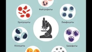 APLGo🍀 | 🙏 От Матфея😇 | Анализ крови под  микроскопом, до и после приёма драже | Мнение врача