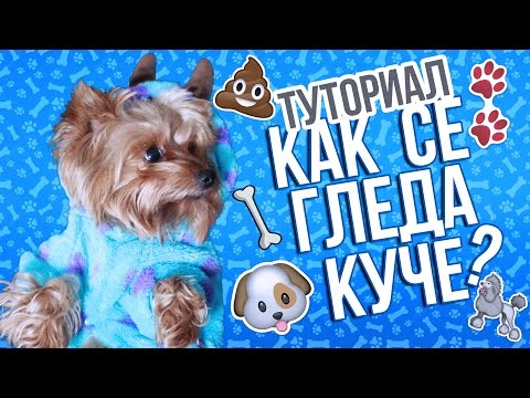 Видео: Как да угоим куче
