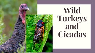Cicadas and Wild Turkey and Why Cicadas Are So important