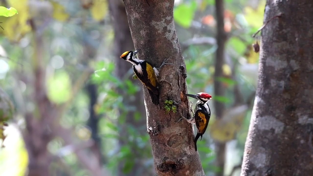 White-naped Woodpecker call & feeding / wildlife / birds 