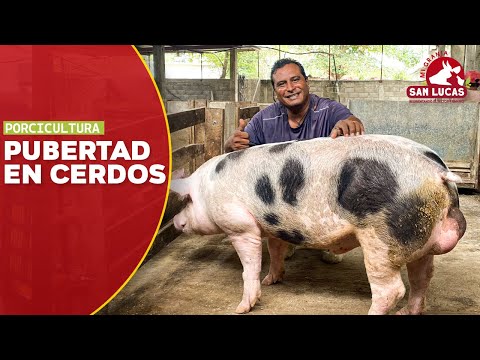 ¿A qué edad