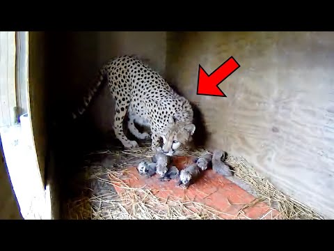 Видео: Pet Scoop: 5 Cheetahs Роден в редки C-секция, Птици на плешив орел Роден във Вашингтон