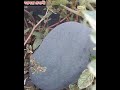 মাশাল্লাহ সৌদি আরবে দেখেন একটি পাথরের মধ্যে তরমুজ গাছে তরমুজ ধরেছে