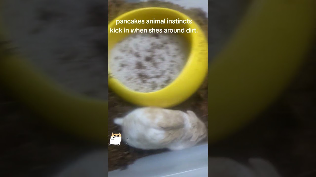 Watch my cute hamster digging in soil #hamster #digging #relaxing #hamstersoftiktok on YouTube Watch my cute hamster digging in soil #hamster #digging #relaxing #hamstersoftiktok on YouTube