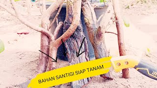 Bahan Bonsai Di Alam Liar : ) Langkah Awal sebelum menanam Santigi #bonsaisantigi  #bonsai