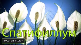 Женское счастье & Спатифиллум уход в домашних условиях / Spathiphyllum care at home(В видео вы узнаете почему желтеют листья спатифиллума, этот цветок известен ещё как Женское счастье смотри..., 2014-11-17T17:13:40.000Z)